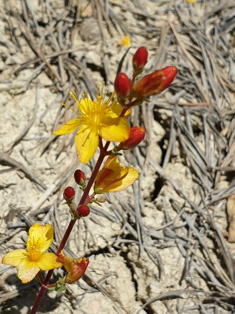 Hypericum pallens photo 4