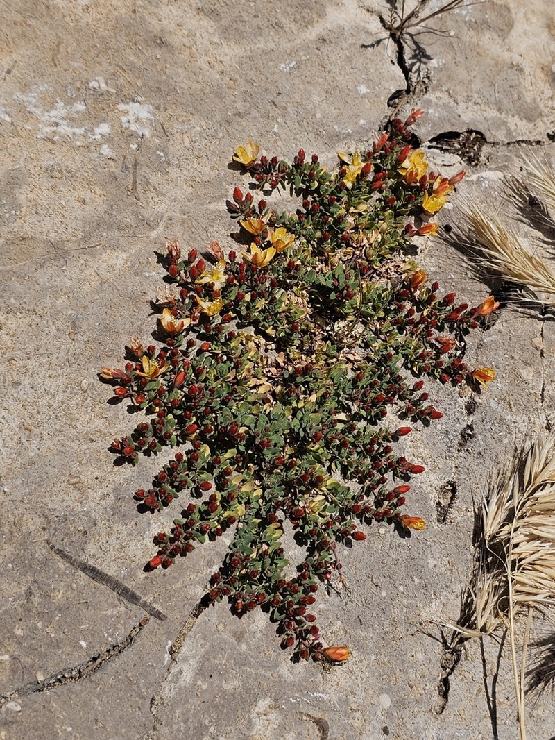 Hypericum pallens photo 5