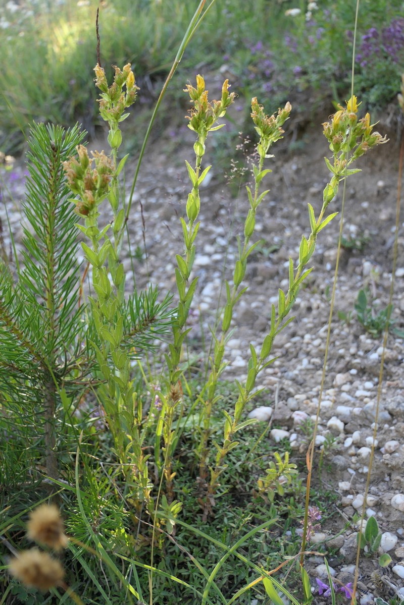 Hypericum pallens photo 6