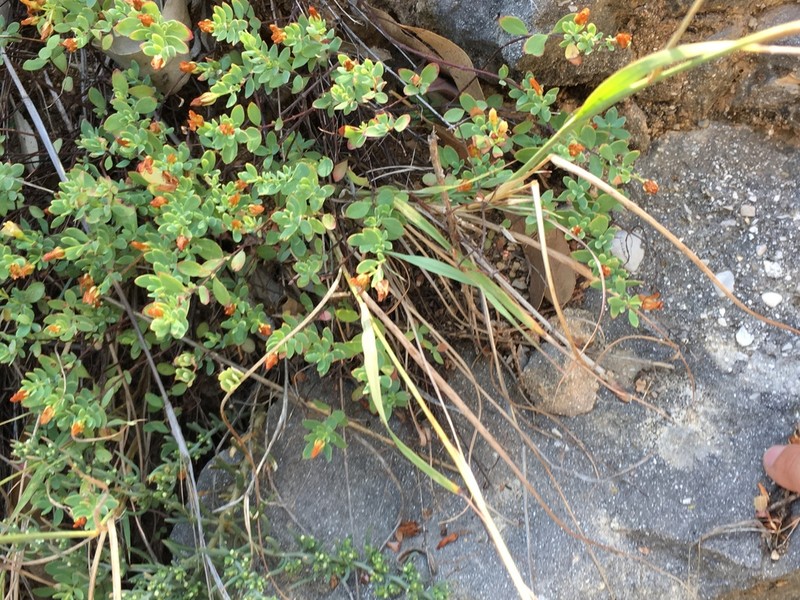 Hypericum pallens photo 7