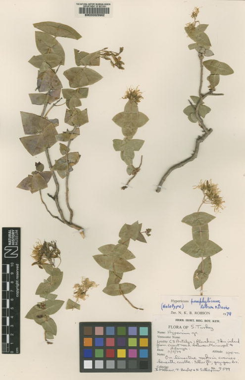 Hypericum pamphylicum