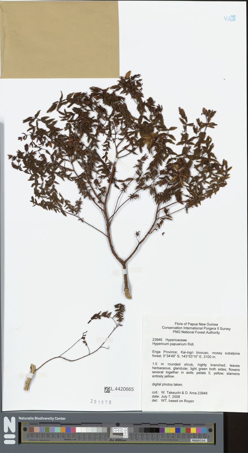 Hypericum papuanum