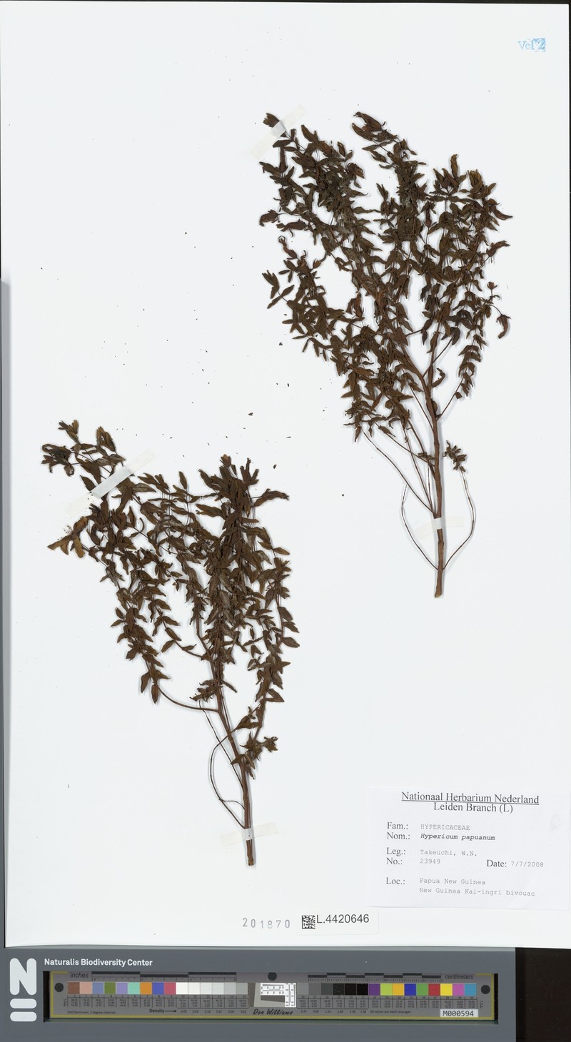 Hypericum papuanum photo 2