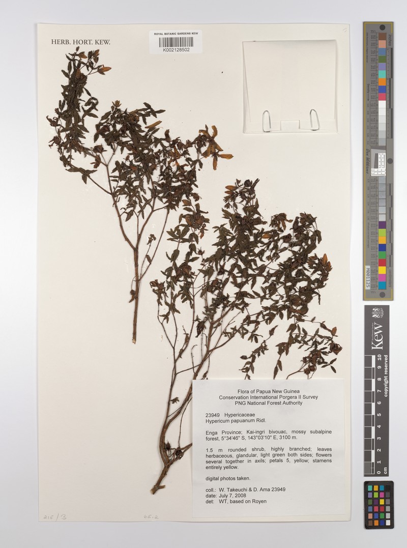 Hypericum papuanum photo 3