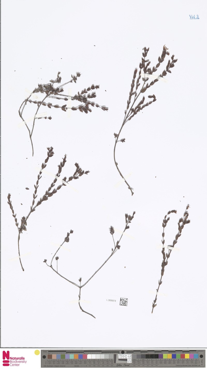Hypericum papuanum photo 4