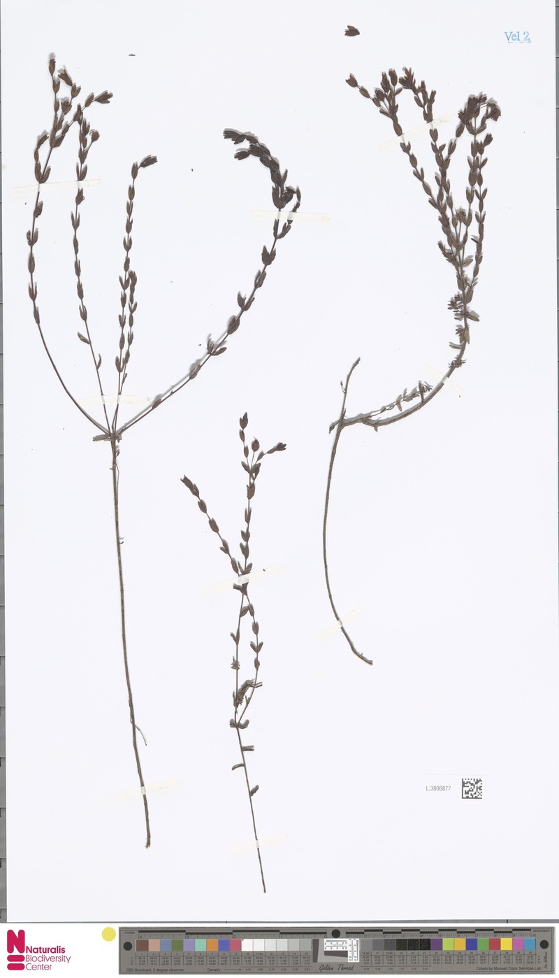Hypericum papuanum photo 5