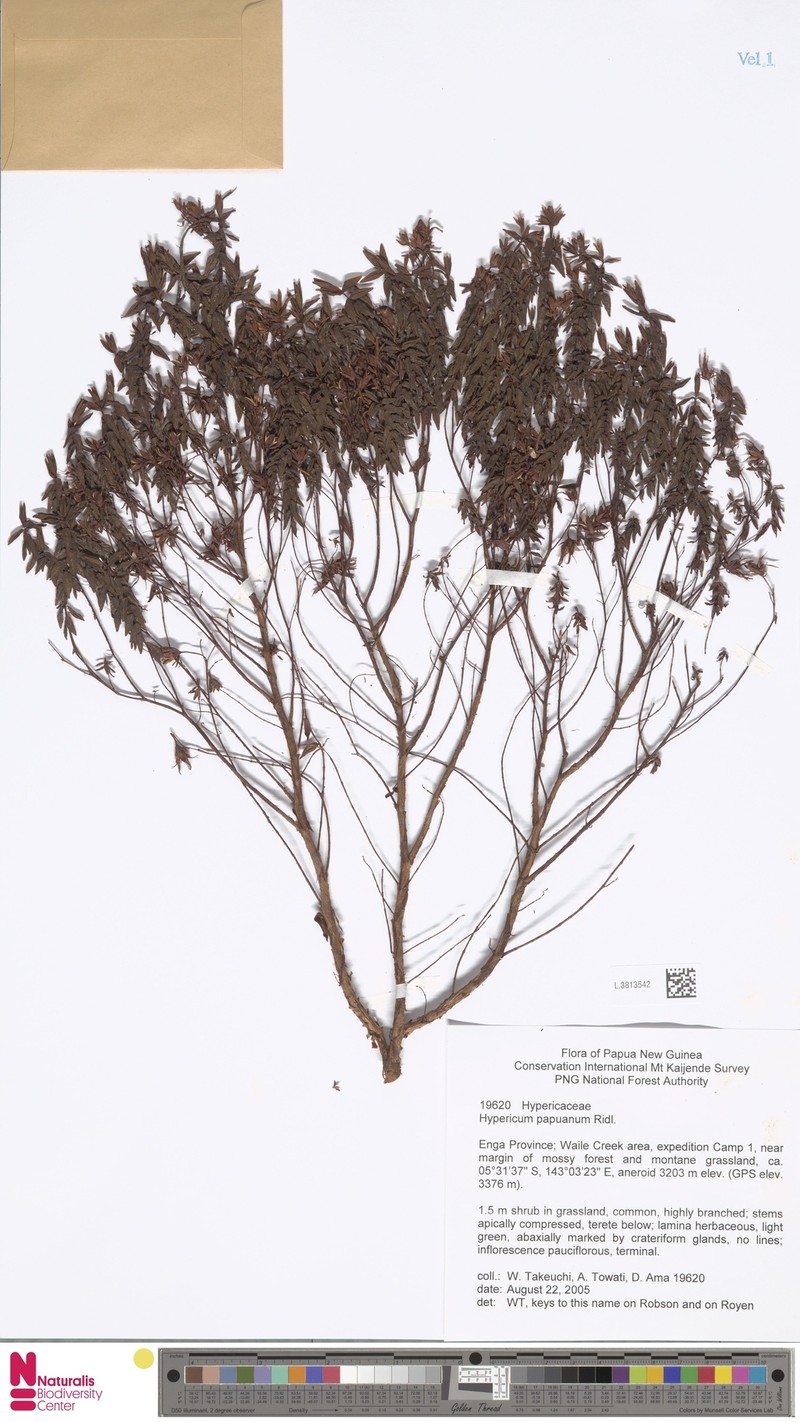 Hypericum papuanum photo 6