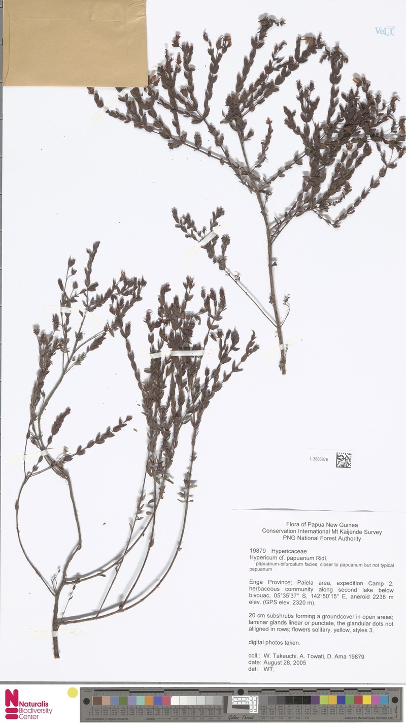 Hypericum papuanum photo 7
