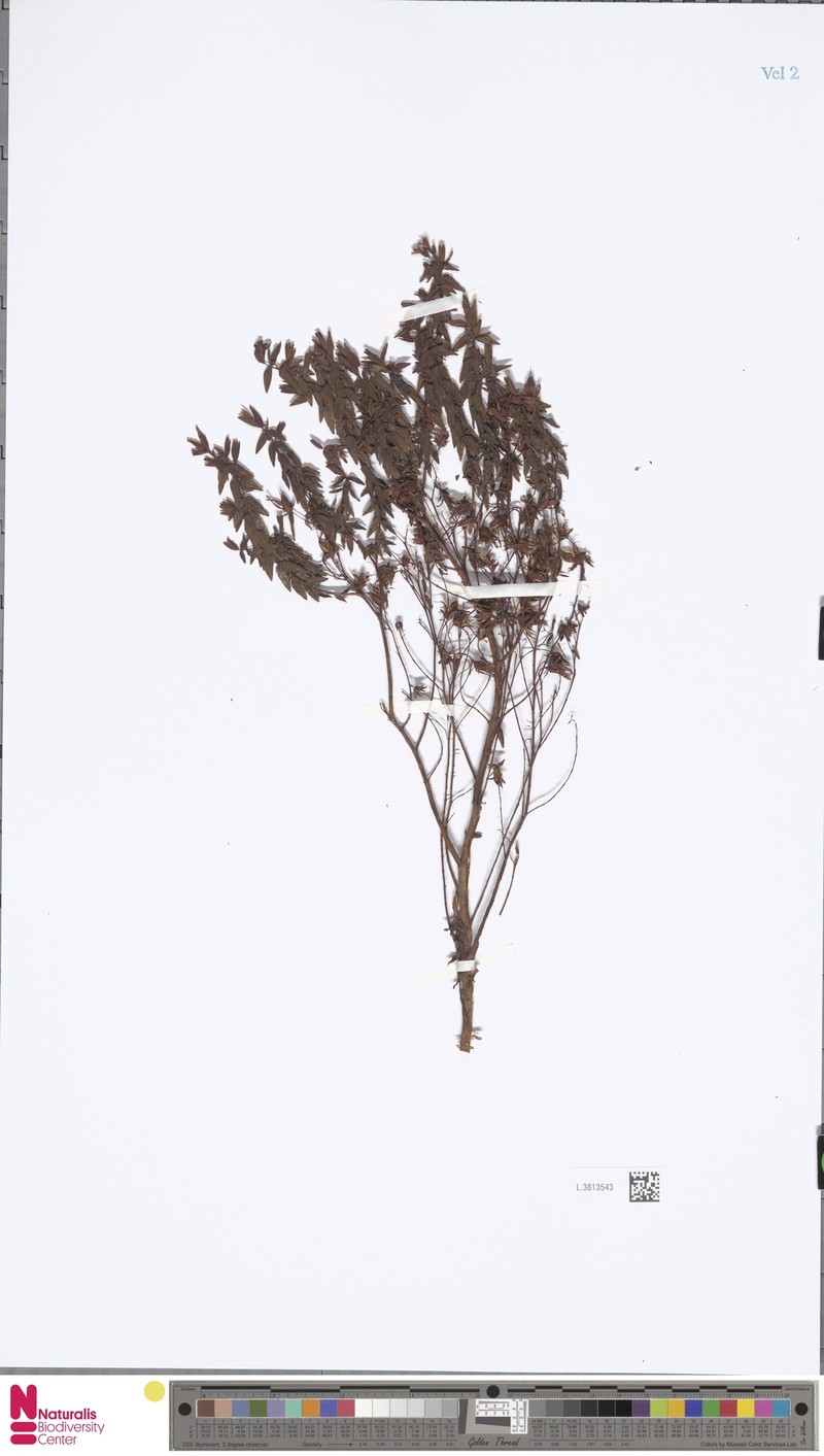 Hypericum papuanum photo 8