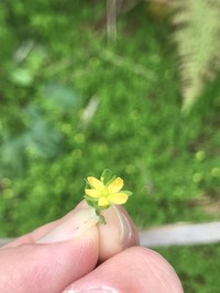 Sierra Madre St. Johnswort