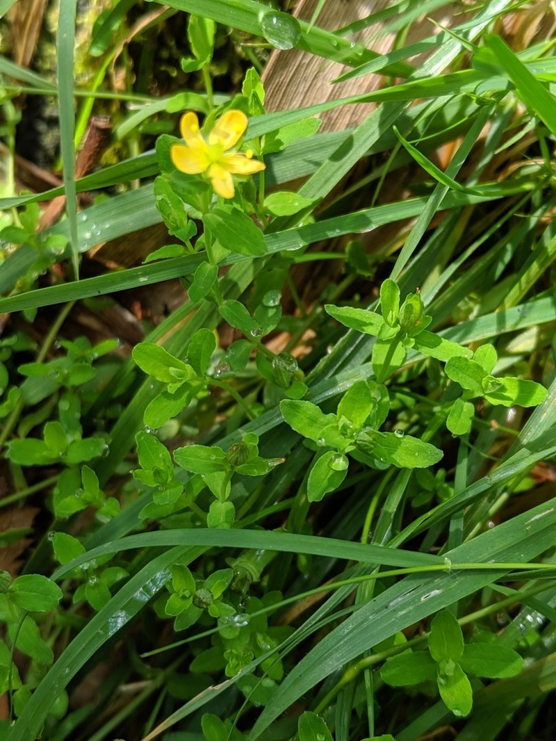 Sierra Madre St. Johnswort photo 2