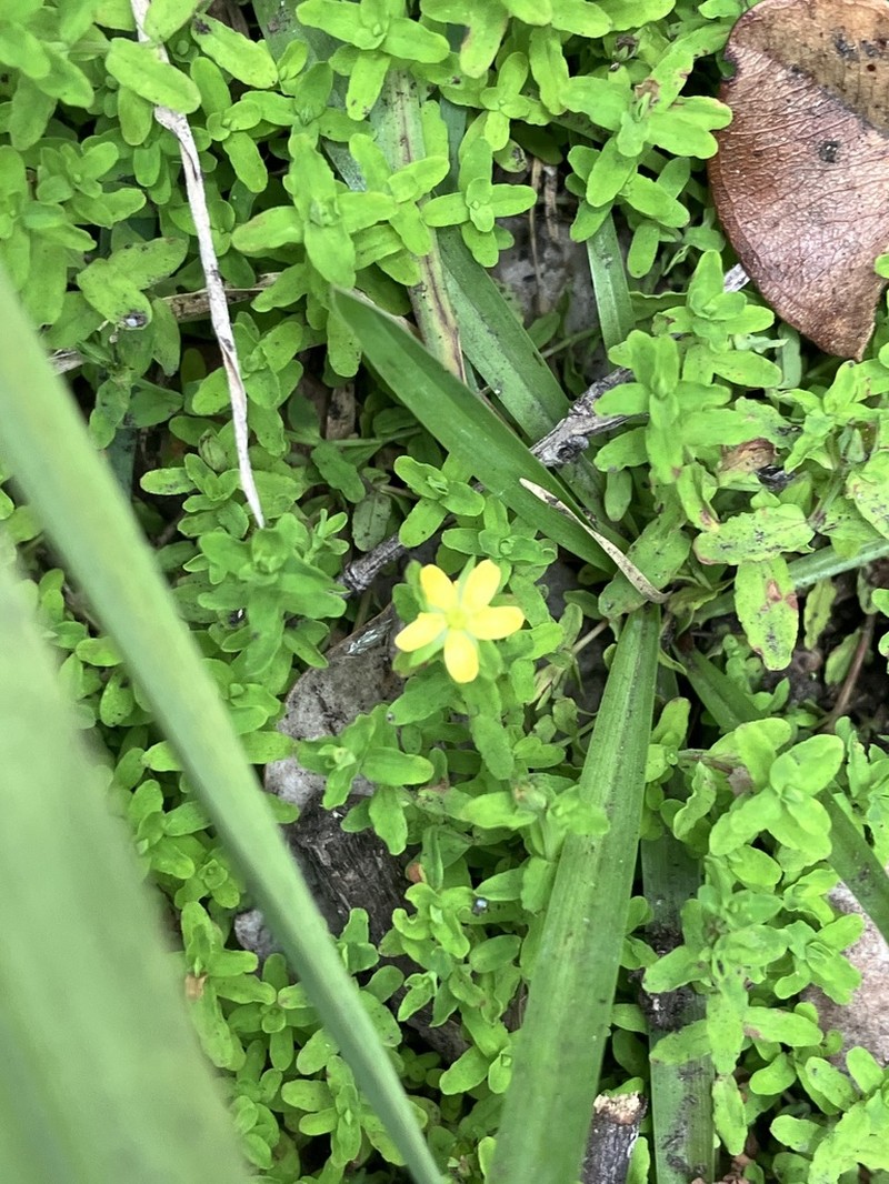 Sierra Madre St. Johnswort photo 3