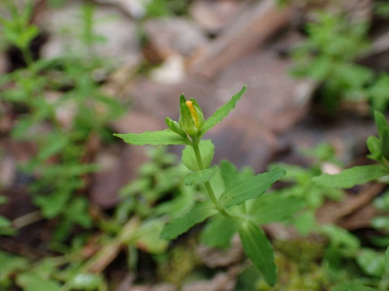 Sierra Madre St. Johnswort photo 4