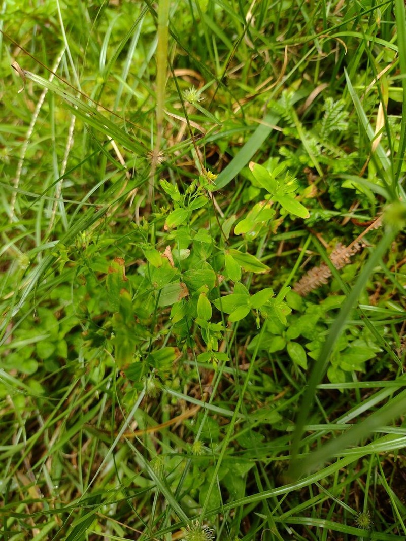 Sierra Madre St. Johnswort photo 5