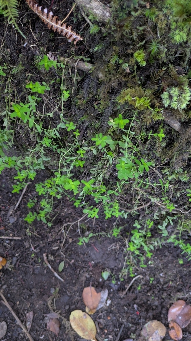 Sierra Madre St. Johnswort photo 6