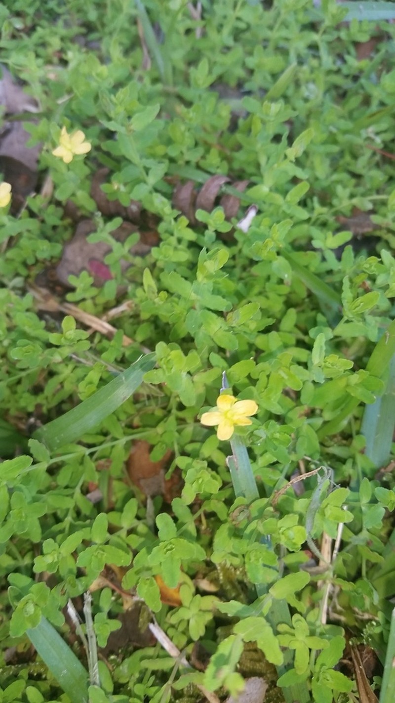 Sierra Madre St. Johnswort photo 7