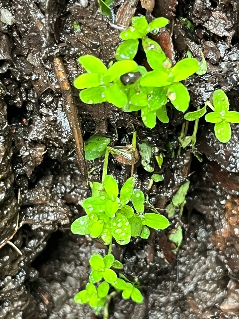 Sierra Madre St. Johnswort photo 8