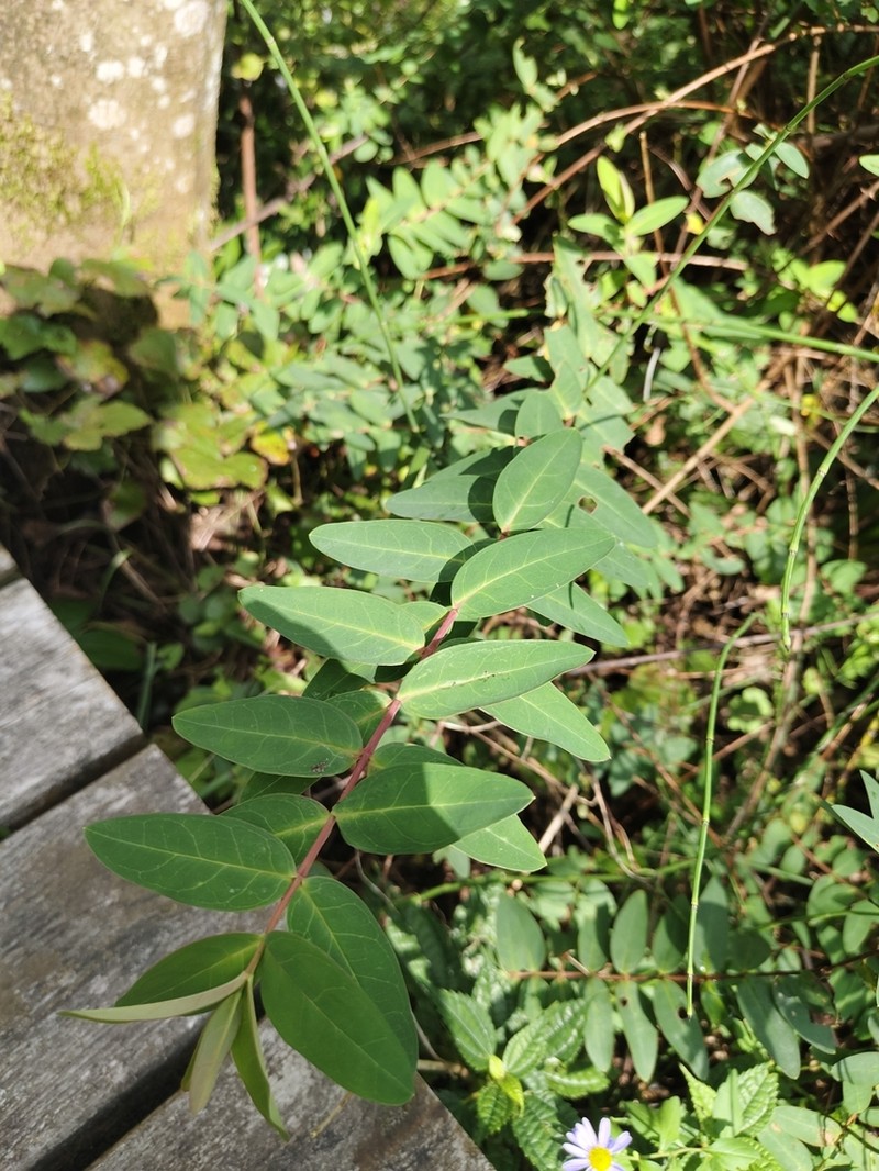 Hypericum patulum photo 5