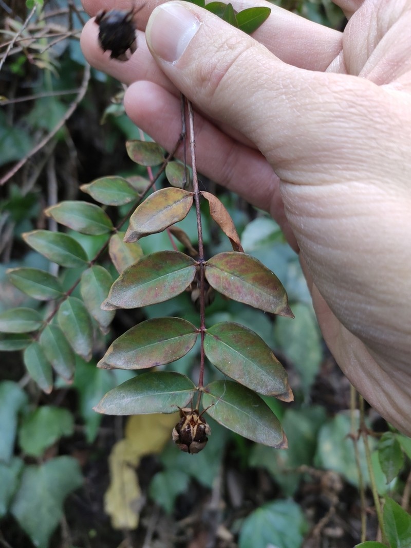 Hypericum patulum photo 6