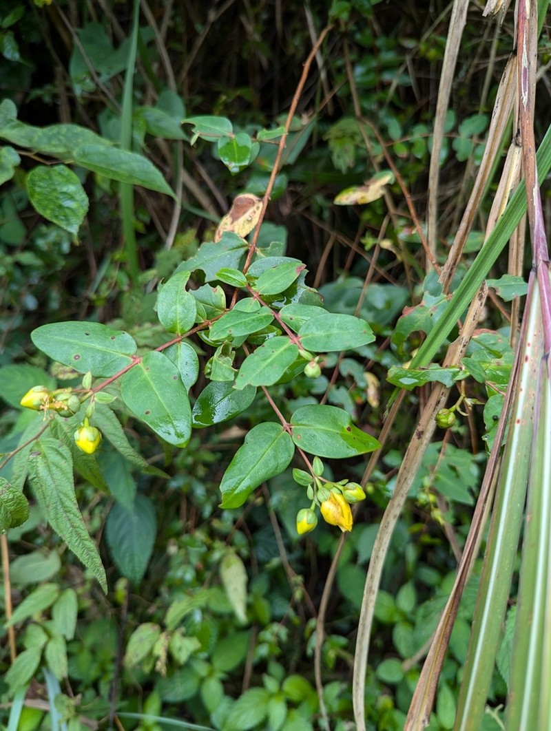 Hypericum patulum photo 7