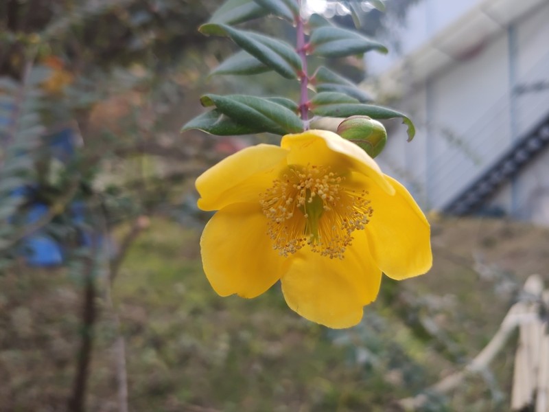 Hypericum patulum photo 8