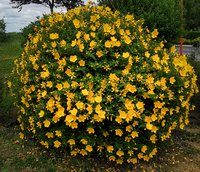 Hypericum patulum