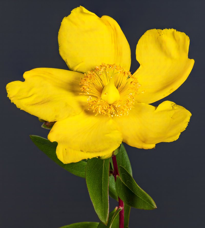 Hypericum patulum photo 2