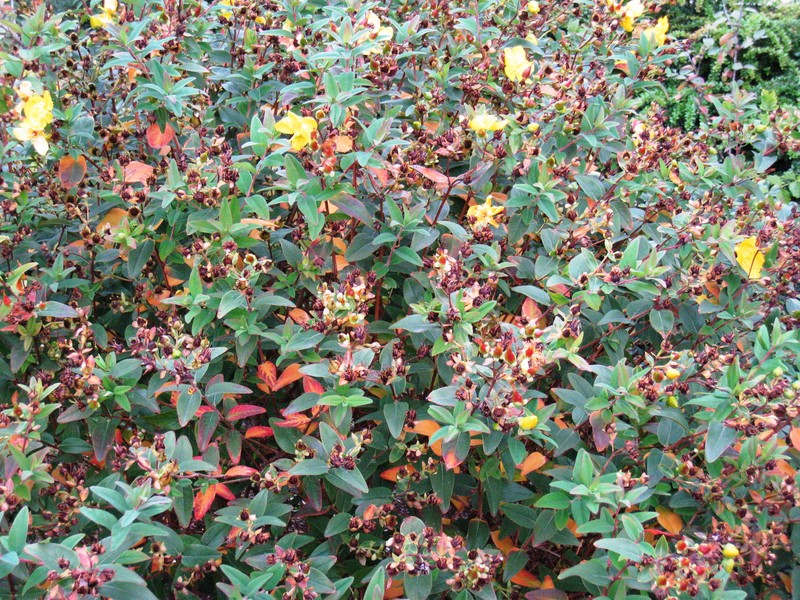 Hypericum patulum photo 3