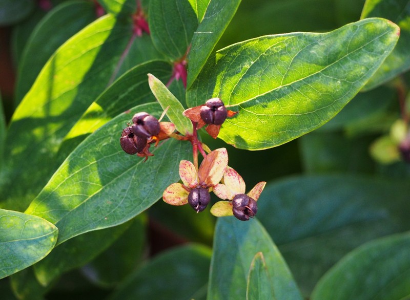 Hypericum patulum photo 4