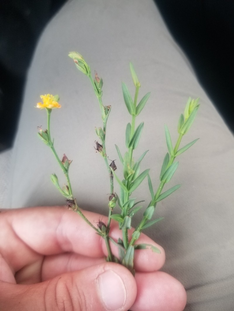 Fewflower St. Johnswort