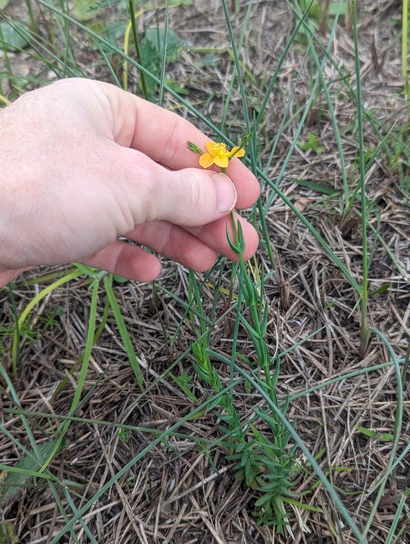 Fewflower St. Johnswort photo 2
