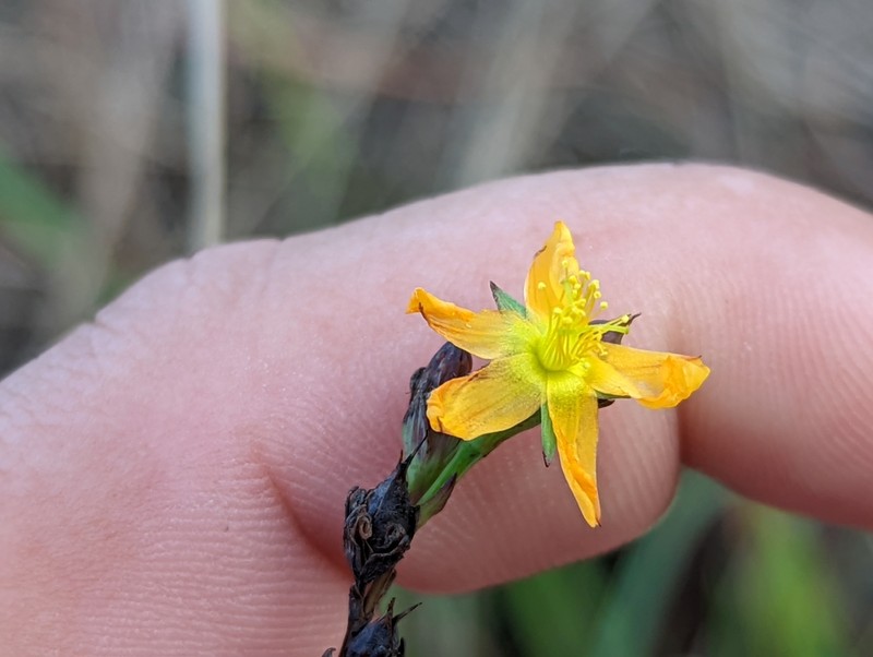Fewflower St. Johnswort photo 3
