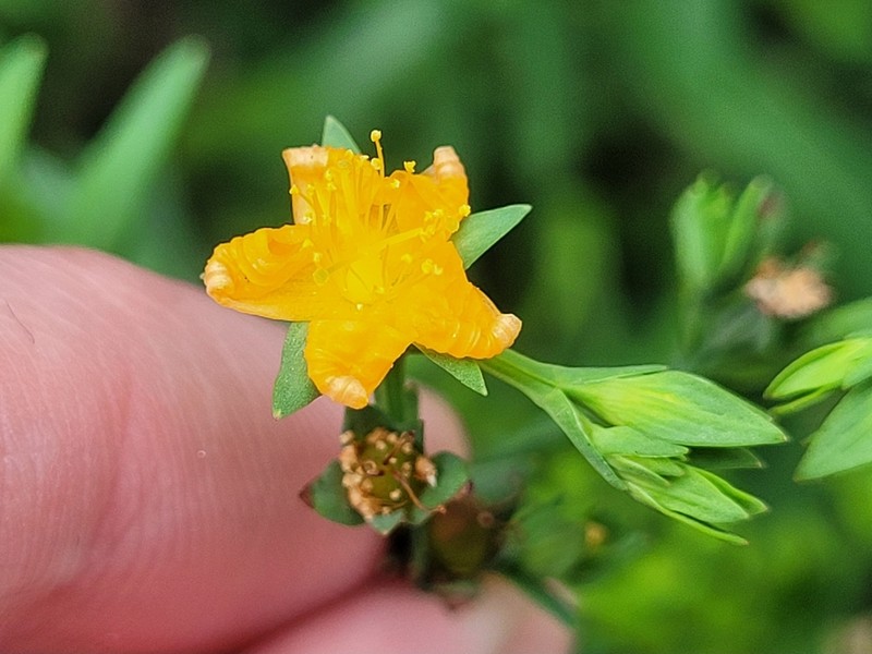 Fewflower St. Johnswort photo 5