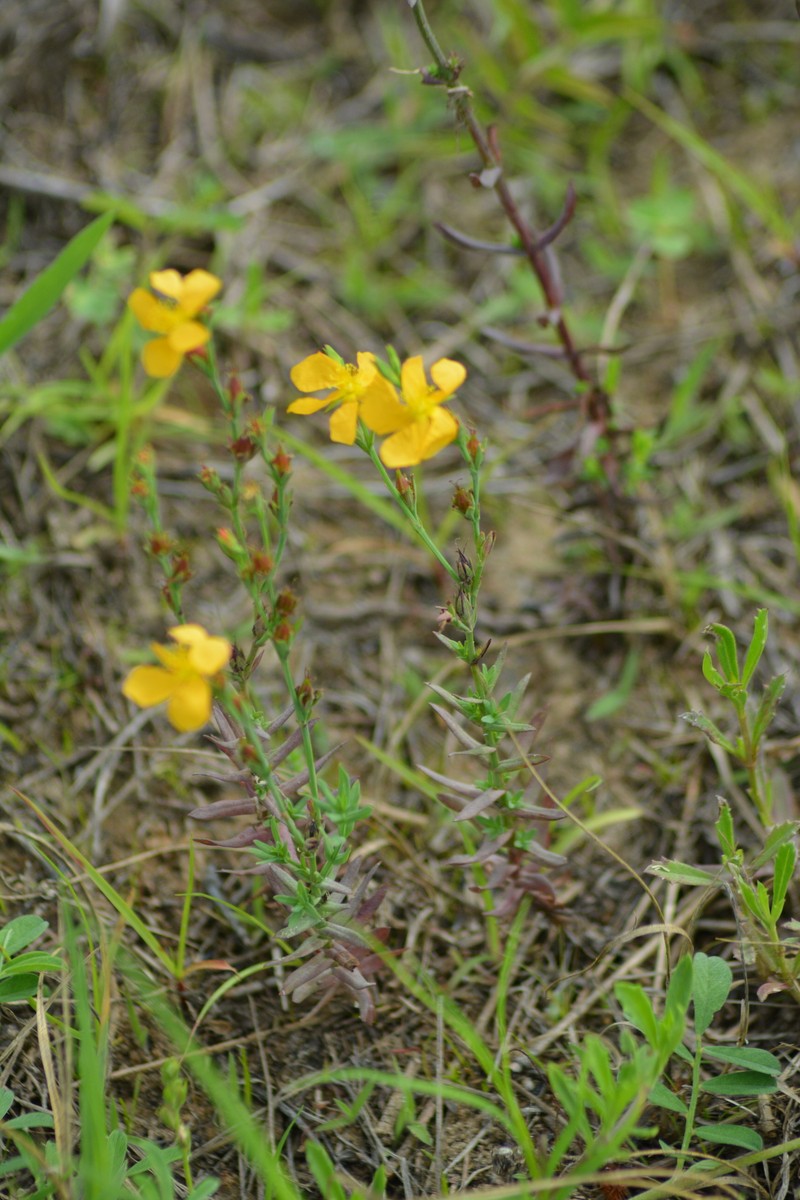 Fewflower St. Johnswort photo 6
