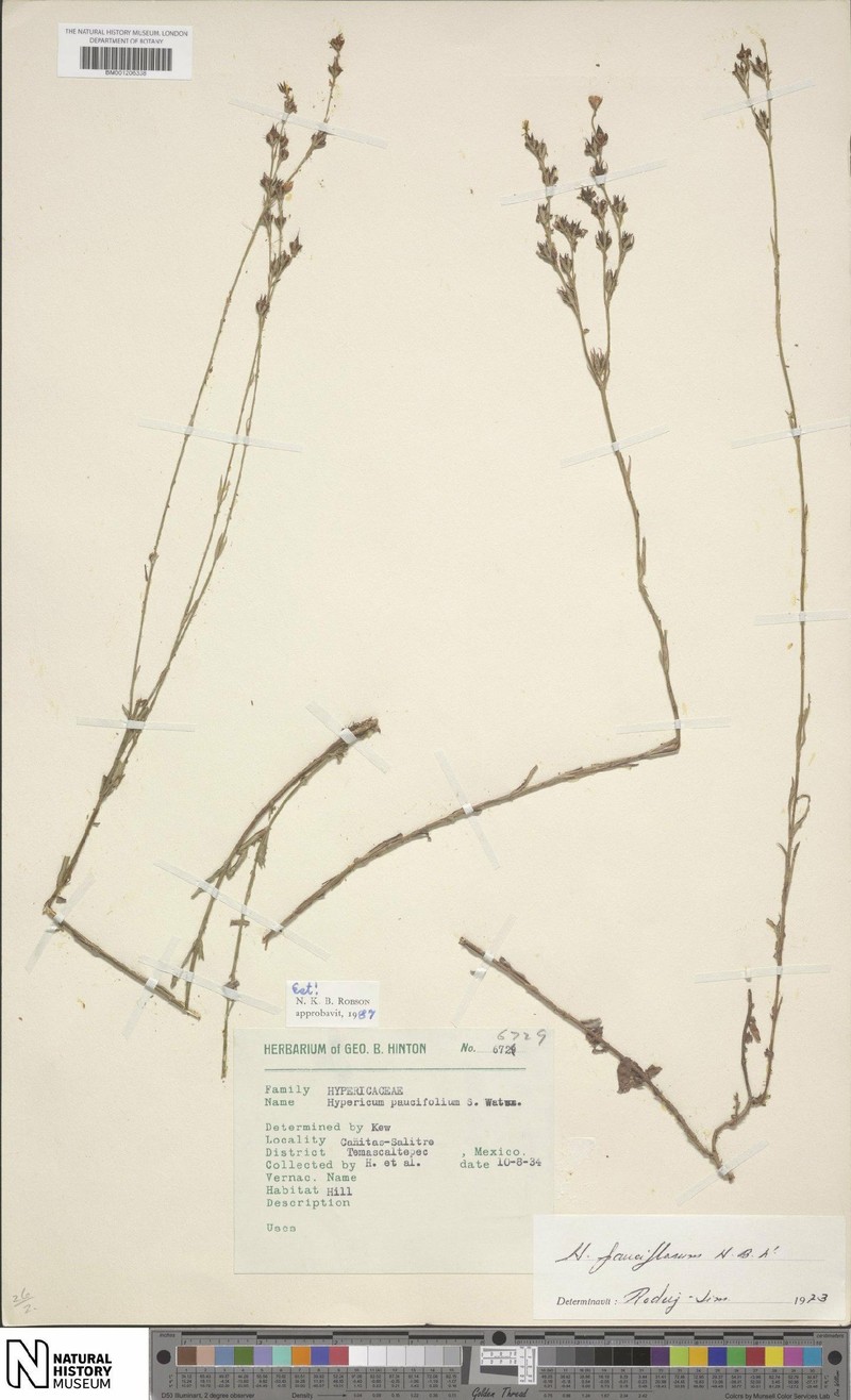 Hypericum paucifolium