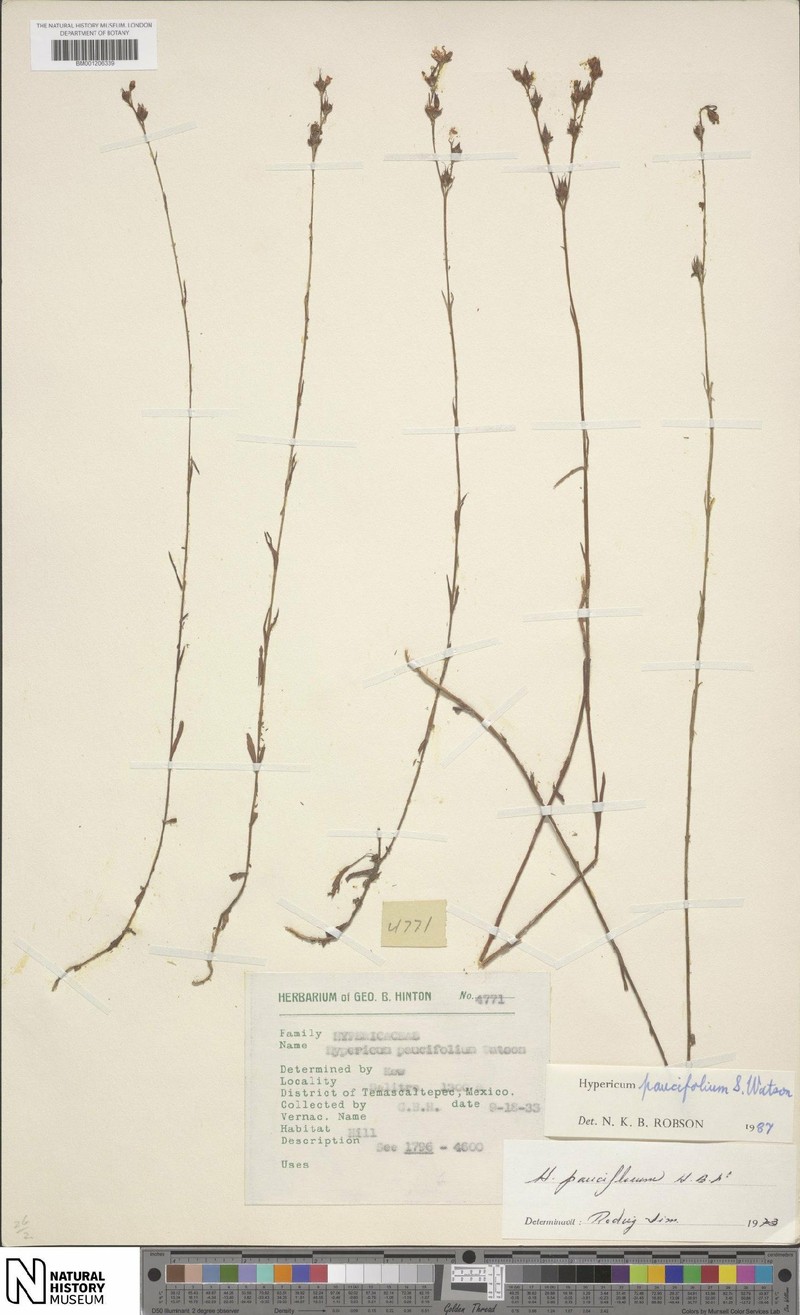 Hypericum paucifolium photo 2