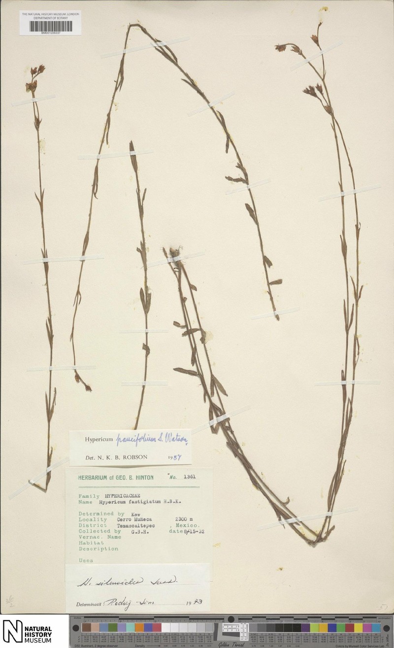 Hypericum paucifolium photo 3
