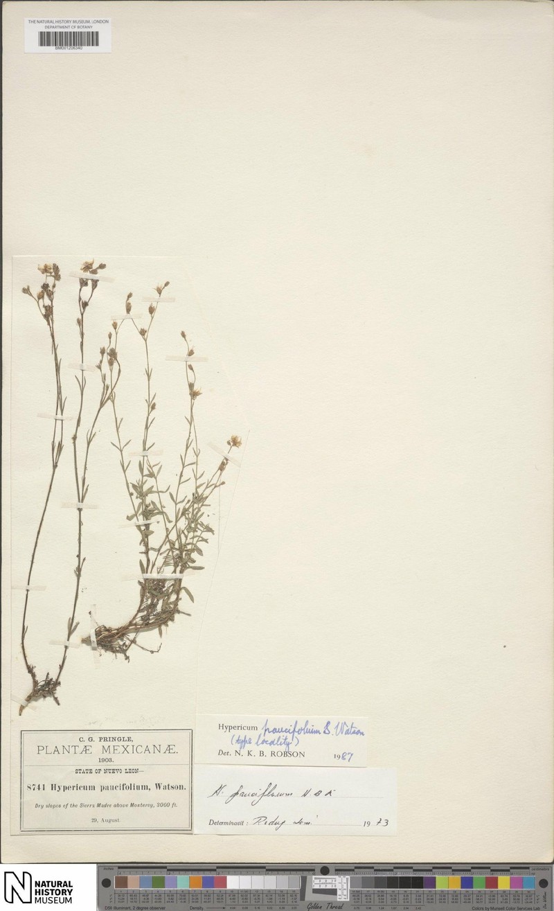 Hypericum paucifolium photo 4