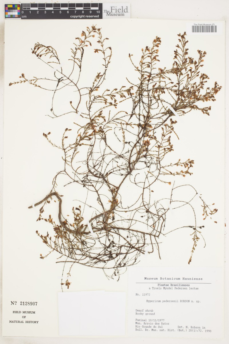 Hypericum pedersenii
