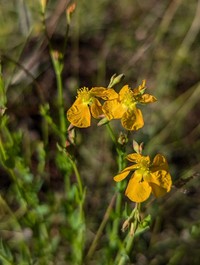 Hypericum peninsulare