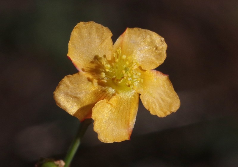 Hypericum peninsulare photo 3