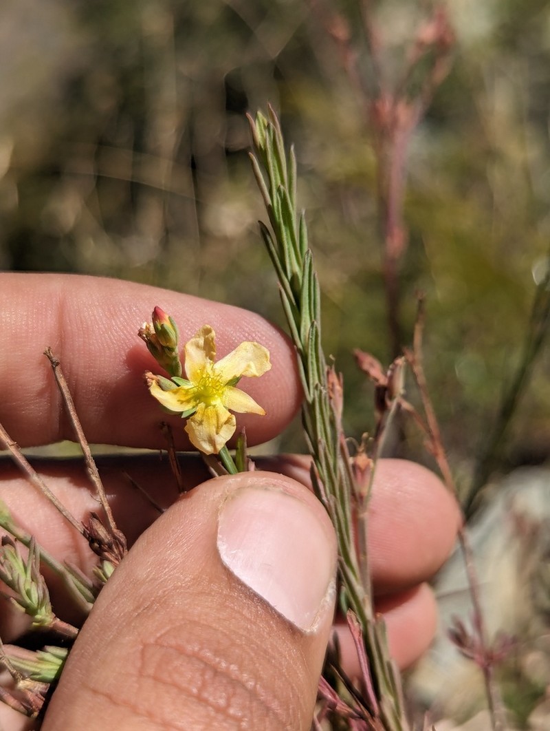 Hypericum peninsulare photo 4