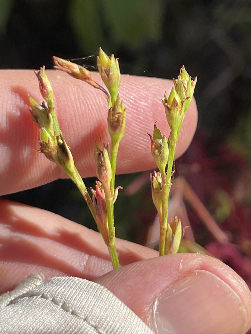 Hypericum peninsulare photo 5