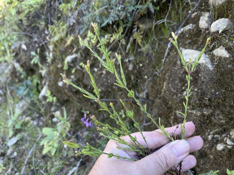 Hypericum peninsulare photo 6