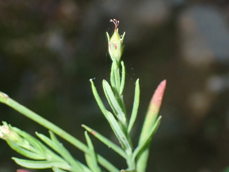 Hypericum peninsulare photo 7