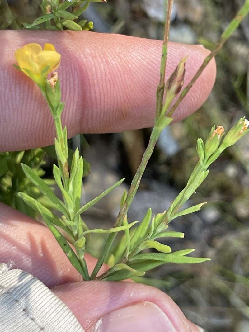 Hypericum peninsulare photo 8