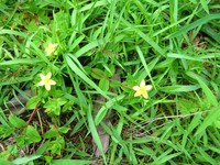 Hypericum peplidifolium