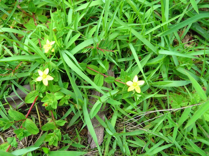 Hypericum peplidifolium