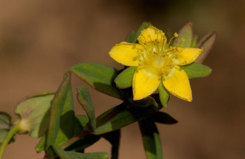 Hypericum peplidifolium photo 2