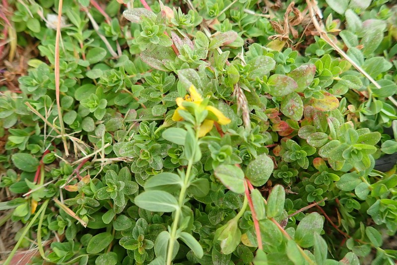 Hypericum peplidifolium photo 3